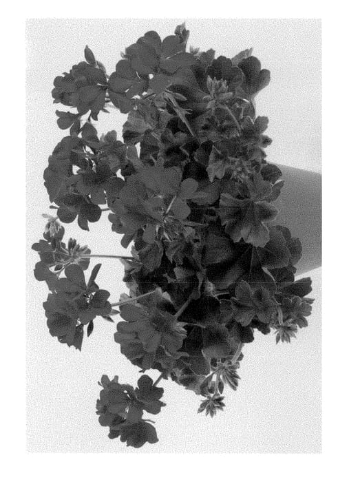 Figure 1 of US plant patent PP28384, the photograph of PACTIORED printed in the patent.