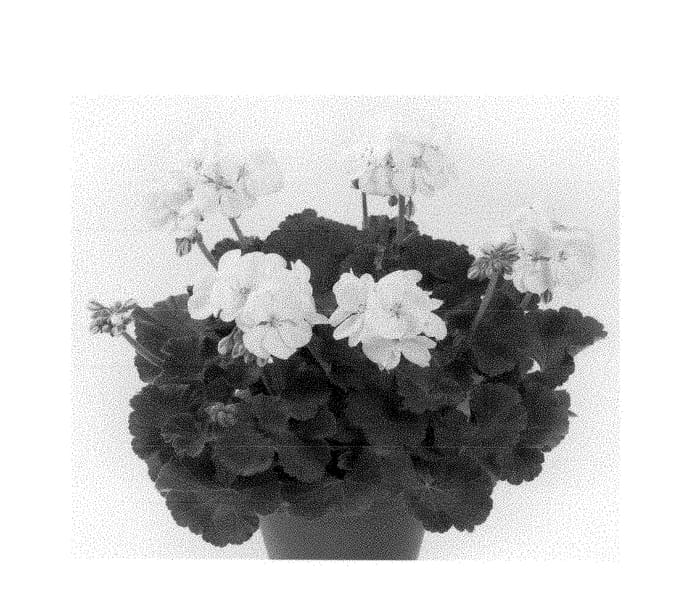 Figure 1 of US plant patent PP28385, the photograph of Paciceberg printed in the patent.