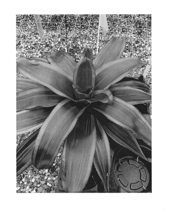 Figure 1 of US plant patent PP28386, the photograph of VD001 printed in the patent.