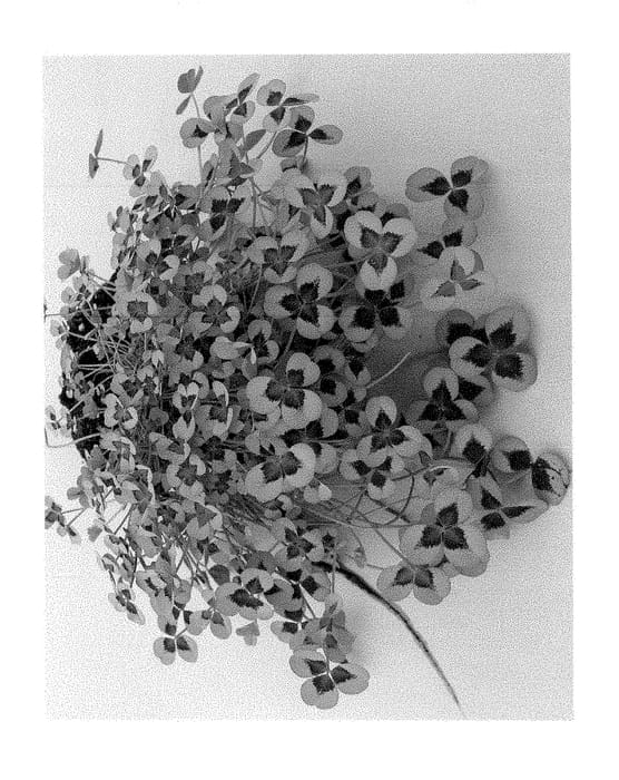 Figure 1 of US plant patent PP28387, the photograph of TRIFPOT002 printed in the patent.