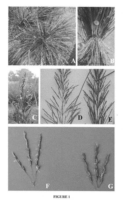 Figure 1 of US plant patent PP28388, the photograph of CIMAP-KHUSINOLIKA printed in the patent.