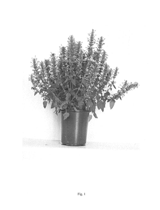Figure 1 of US plant patent PP28389, the photograph of AADPE14-1 printed in the patent.