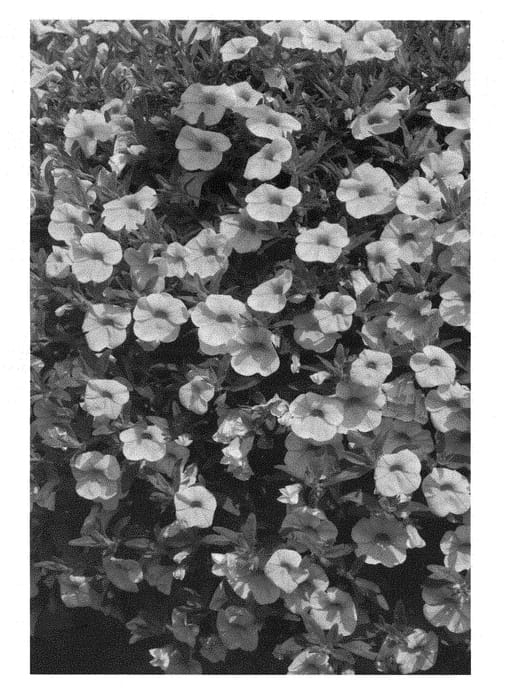 Figure 1 of US plant patent PP28390, the photograph of KLECA15327 printed in the patent.