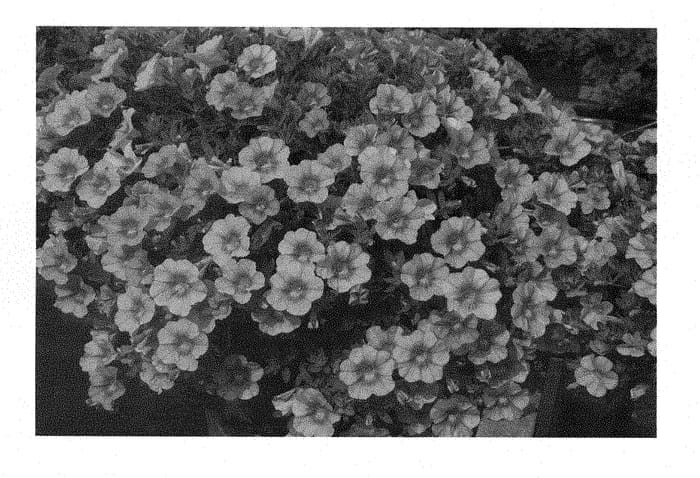 Figure 1 of US plant patent PP28391, the photograph of KLECA15294 printed in the patent.
