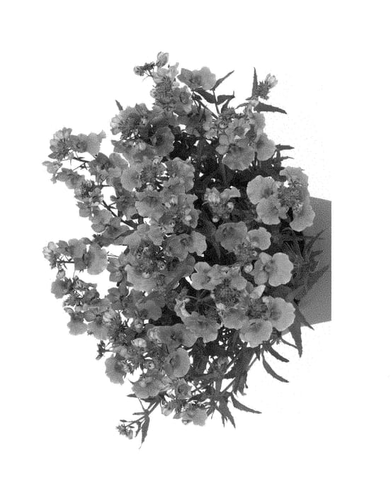 Figure 1 of US plant patent PP28392, the photograph of Fiangpeacimp printed in the patent.