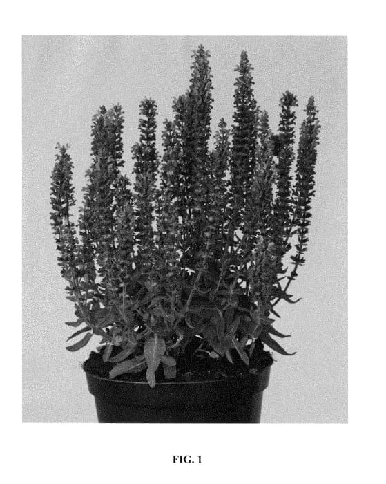 Figure 1 of US plant patent PP28393, the photograph of ALKLF printed in the patent.