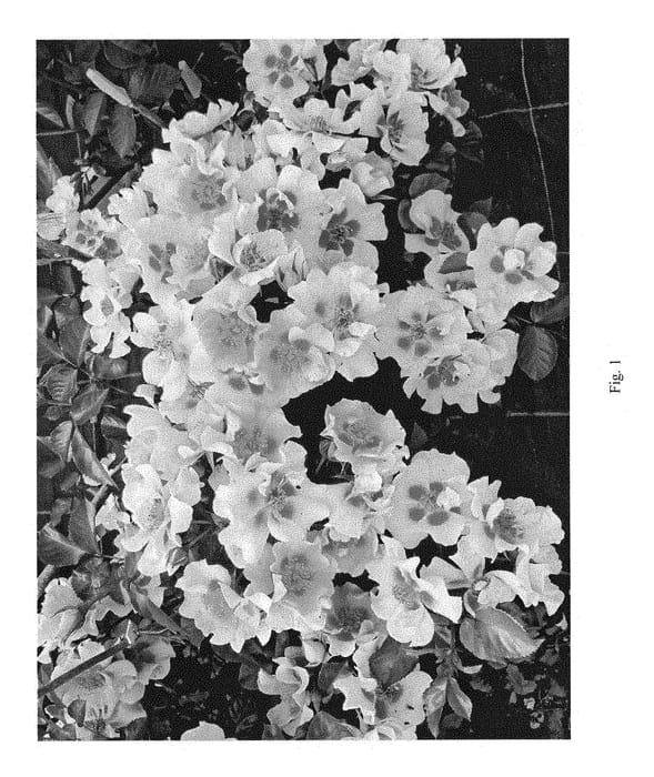 Figure 1 of US plant patent PP28394, the photograph of ChewBullseye printed in the patent.