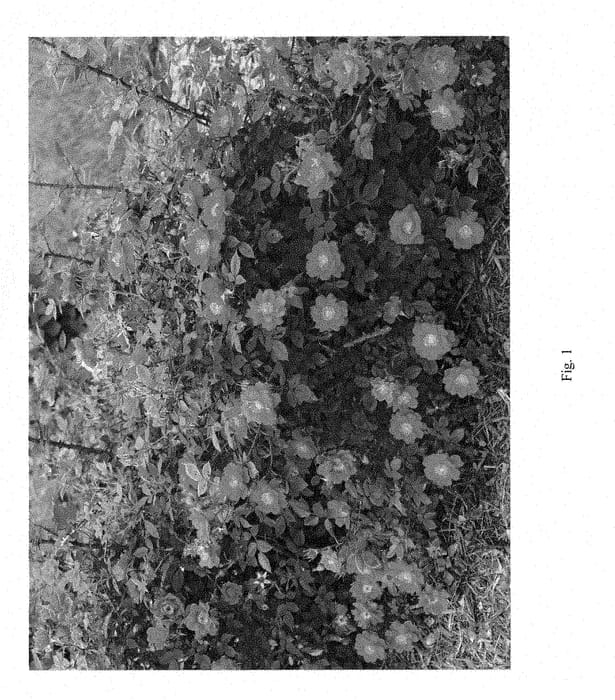 Figure 1 of US plant patent PP28395, the photograph of ChewPatout printed in the patent.