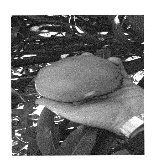 Figure 1 of US plant patent PP28396, the photograph of 301215THOM printed in the patent.