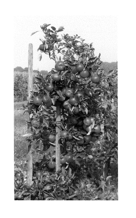 Figure 1 of US plant patent PP28397, the photograph of WUR37 printed in the patent.