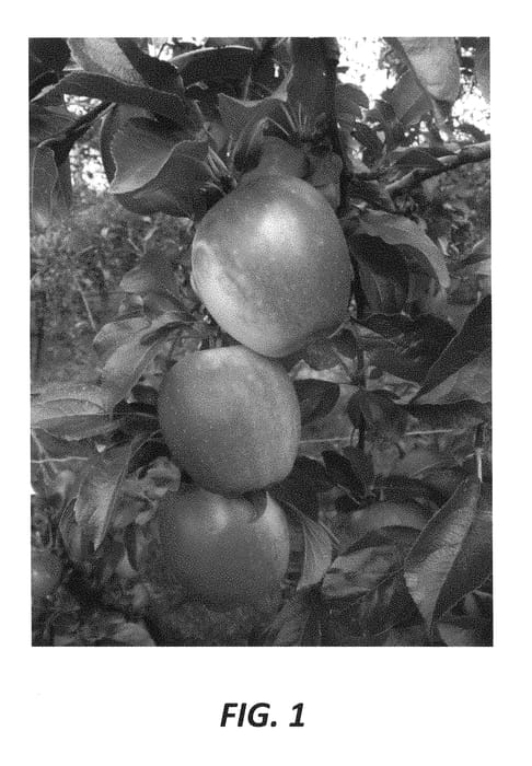 Figure 1 of US plant patent PP28398, the photograph of Inolov printed in the patent.