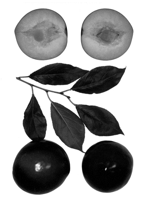 Figure 1 of US plant patent PP28399, the photograph of Autumn Bill printed in the patent.