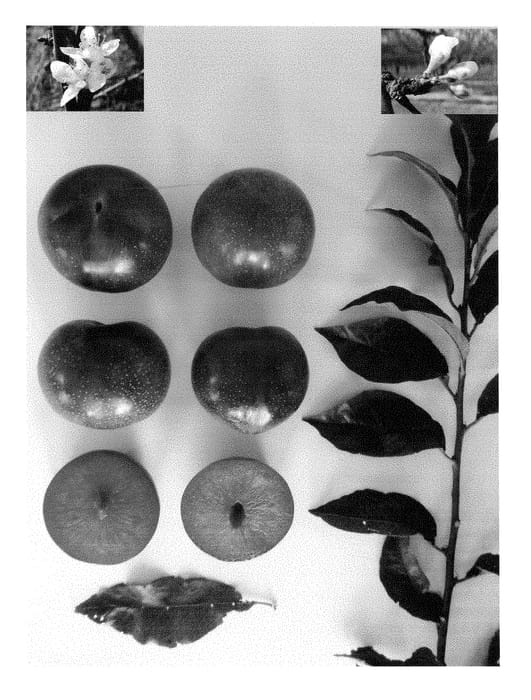 Figure 1 of US plant patent PP28400, the photograph of Plumred XII printed in the patent.