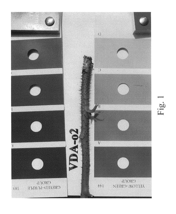 Figure 1 of US plant patent PP28401, the photograph of Addison printed in the patent.