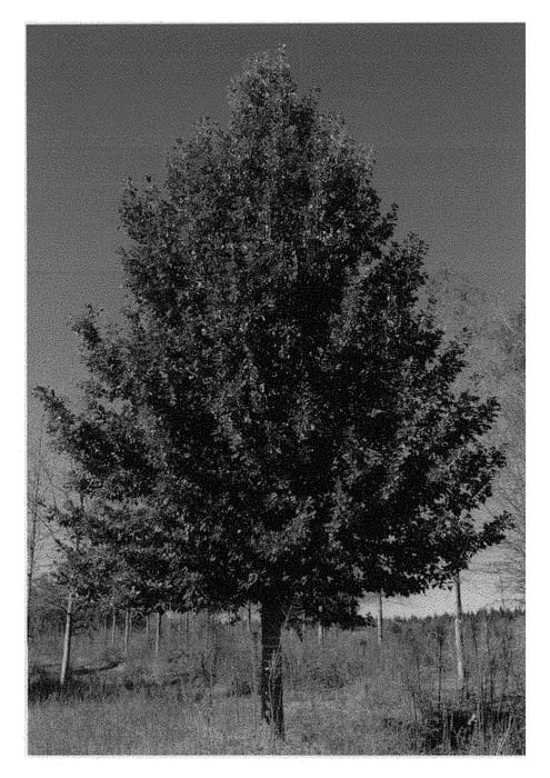 Figure 1 of US plant patent PP28402, the photograph of Hopeulikit printed in the patent.