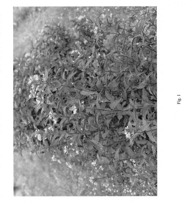 Figure 1 of US plant patent PP28403, the photograph of G2X885411 printed in the patent.
