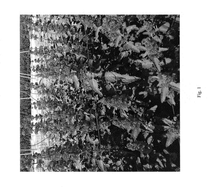 Figure 1 of US plant patent PP28404, the photograph of DCAROCEAN printed in the patent.