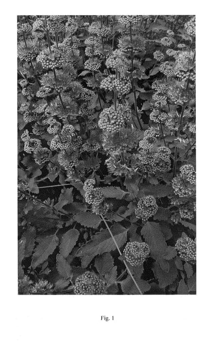 Figure 1 of US plant patent PP28405, the photograph of DCARLAGOON printed in the patent.