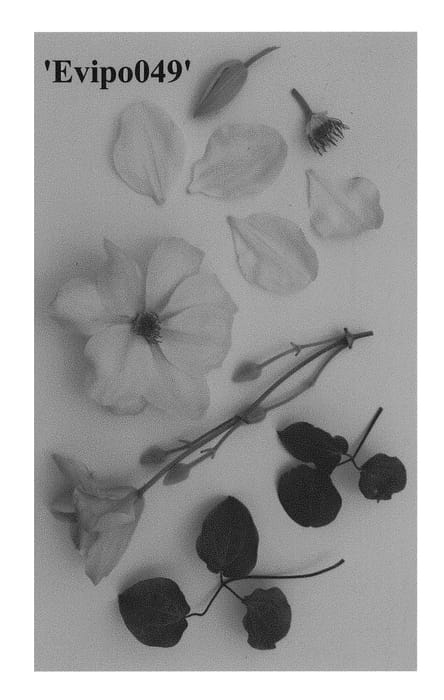 Figure 1 of US plant patent PP28406, the photograph of Evipo049 printed in the patent.