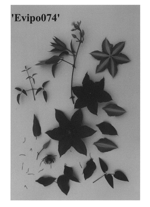 Figure 1 of US plant patent PP28407, the photograph of Evipo074 printed in the patent.