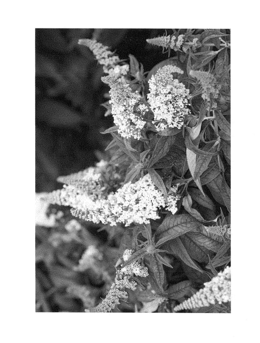 Figure 1 of US plant patent PP28408, the photograph of UCONNBD603 printed in the patent.