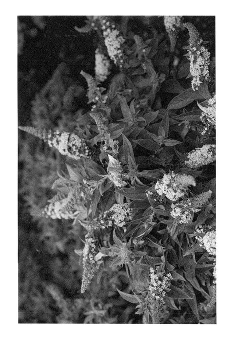 Figure 1 of US plant patent PP28409, the photograph of UCONNBD599 printed in the patent.