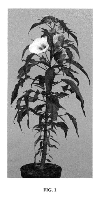Figure 1 of US plant patent PP28410, the photograph of TAHI56 printed in the patent.