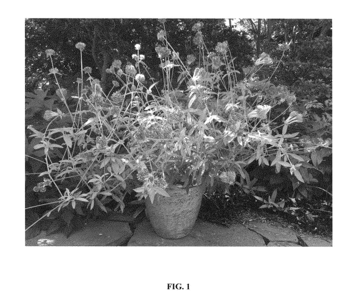 Figure 1 of US plant patent PP28411, the photograph of Cosmic Flare printed in the patent.