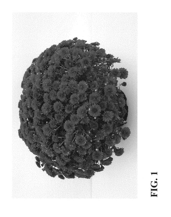 Figure 1 of US plant patent PP28412, the photograph of Zanmublush printed in the patent.