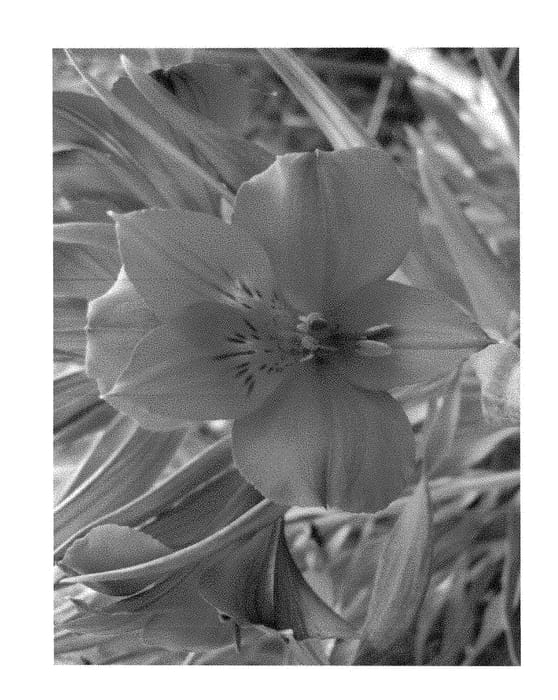 Figure 1 of US plant patent PP28413, the photograph of Zalsarai printed in the patent.