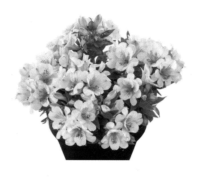 Figure 1 of US plant patent PP28414, the photograph of Tesmoonli imp printed in the patent.