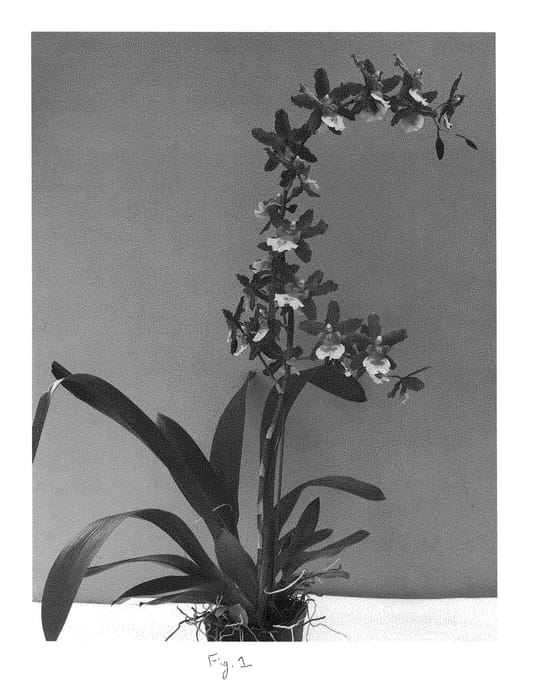 Figure 1 of US plant patent PP28415, the photograph of New Year printed in the patent.