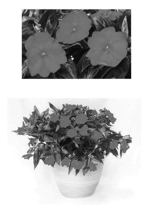 Figure 1 of US plant patent PP28416, the photograph of Duessporaur printed in the patent.