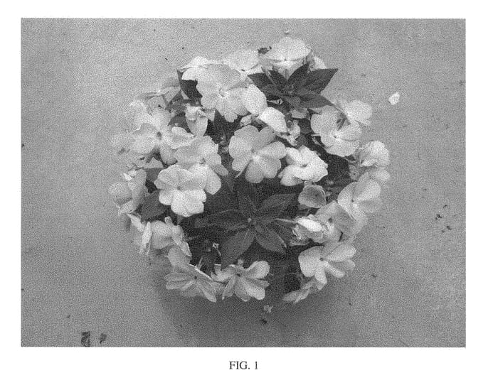 Figure 1 of US plant patent PP28417, the photograph of SAKIMP041 printed in the patent.
