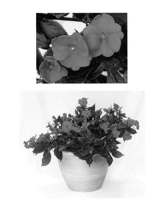 Figure 1 of US plant patent PP28418, the photograph of DUESSPMAGEN printed in the patent.