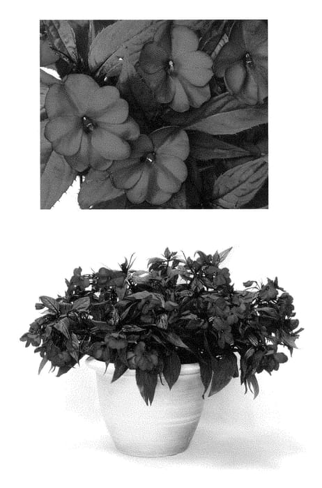 Figure 1 of US plant patent PP28419, the photograph of Duessppurp printed in the patent.