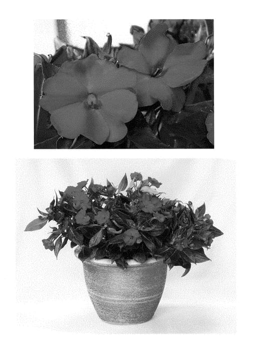 Figure 1 of US plant patent PP28420, the photograph of Duesspneored printed in the patent.