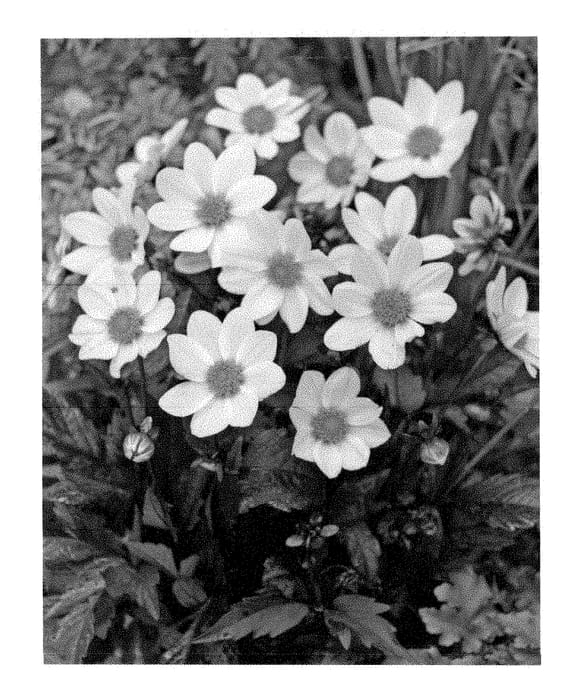 Figure 1 of US plant patent PP28421, the photograph of Dahlgr95 printed in the patent.