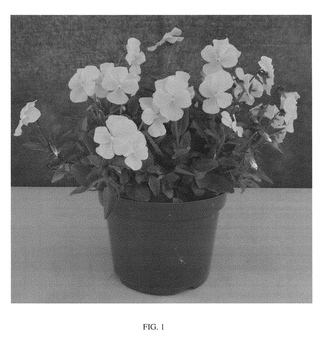 Figure 1 of US plant patent PP28422, the photograph of Sunny Jim printed in the patent.