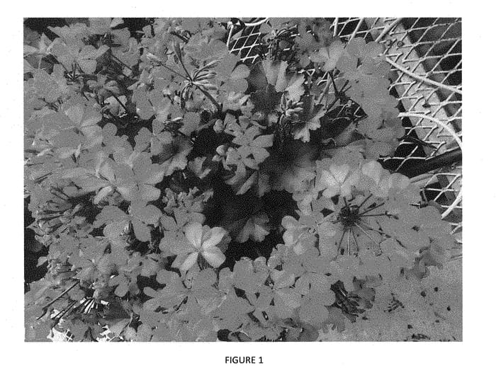 Figure 1 of US plant patent PP28423, the photograph of PEQZ0008 printed in the patent.