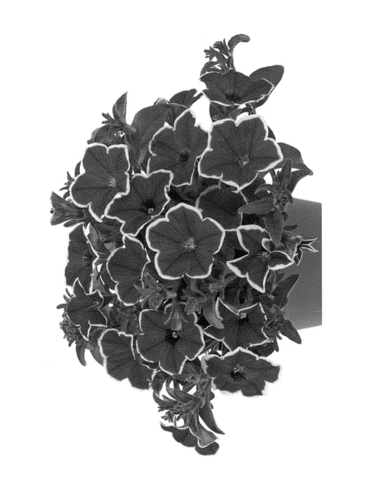 Figure 1 of US plant patent PP28424, the photograph of Duepetsurmagha printed in the patent.
