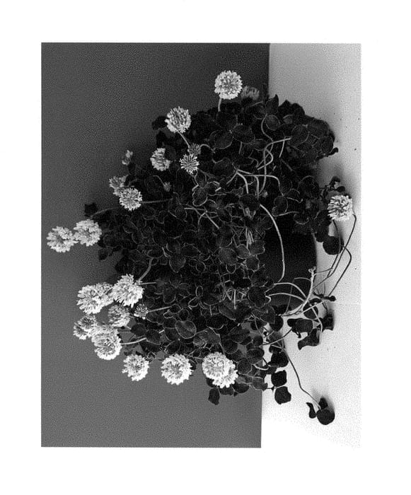 Figure 1 of US plant patent PP28425, the photograph of TRIFPOT001 printed in the patent.