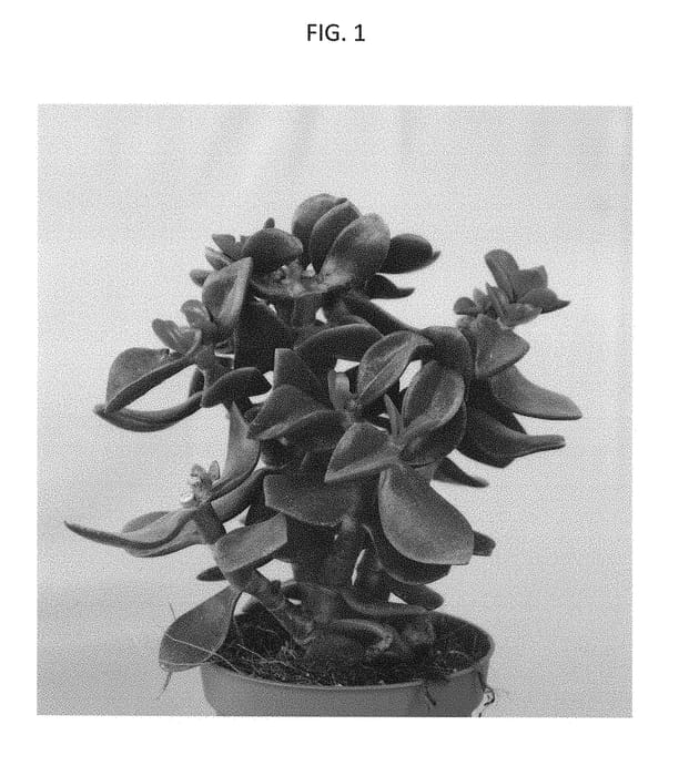 Figure 1 of US plant patent PP28426, the photograph of Crasmada printed in the patent.