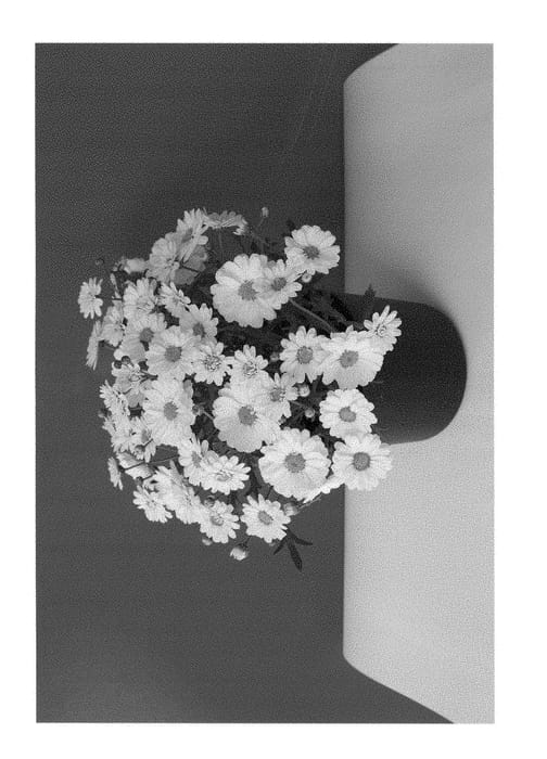 Figure 1 of US plant patent PP28427, the photograph of SUN 430 printed in the patent.