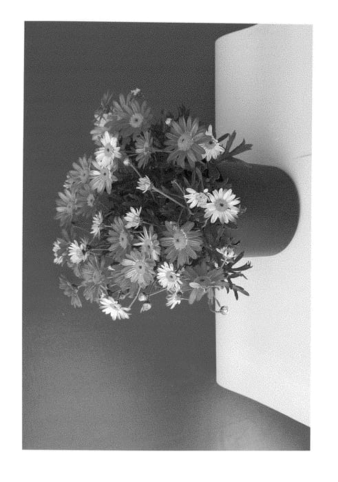 Figure 1 of US plant patent PP28428, the photograph of SUN 460 printed in the patent.
