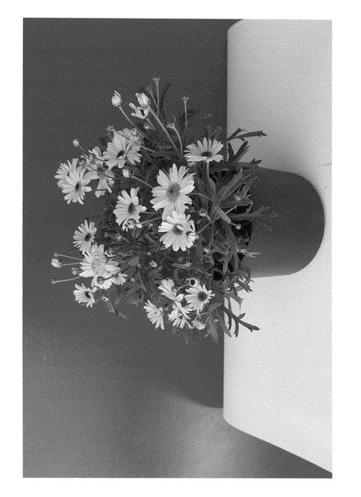 Figure 1 of US plant patent PP28429, the photograph of SUN 450 printed in the patent.