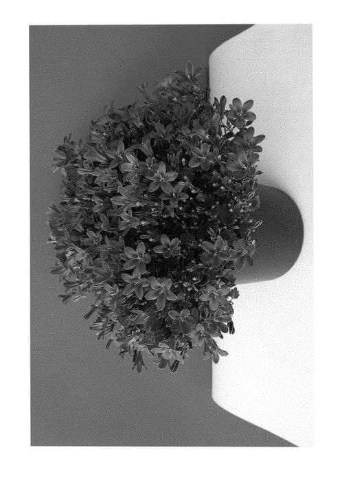 Figure 1 of US plant patent PP28430, the photograph of PTDB141302 printed in the patent.