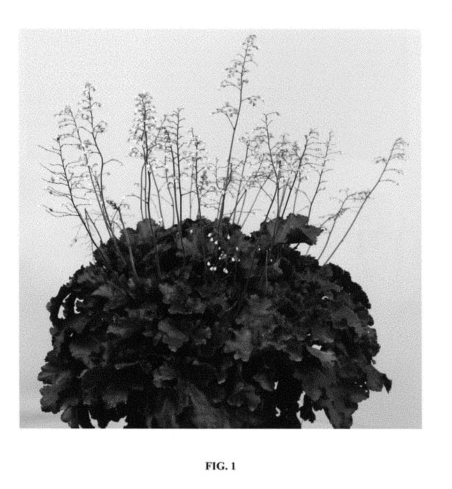 Figure 1 of US plant patent PP28431, the photograph of Carmencita printed in the patent.