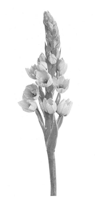 Figure 1 of US plant patent PP28432, the photograph of MFYELLSTAR printed in the patent.