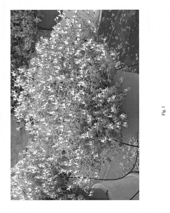 Figure 1 of US plant patent PP28433, the photograph of Little Kiss printed in the patent.